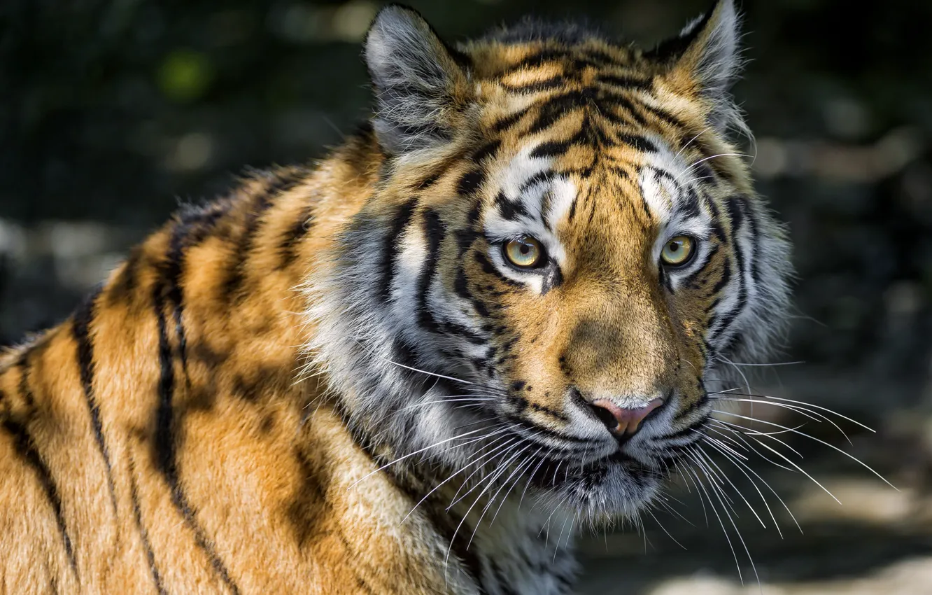 Photo wallpaper cat, look, face, tiger, shadow, Amur, ©Tambako The Jaguar