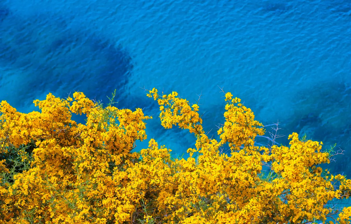 Photo wallpaper water, flowers, branches, blue, shore, spring, ruffle, yellow