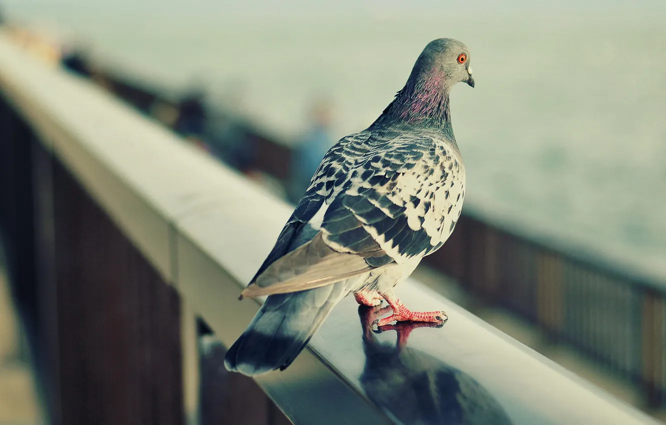 Photo wallpaper The CITY, BIRD, PEOPLE, The FENCE, PERILLA, DOVE, PASSERS-by