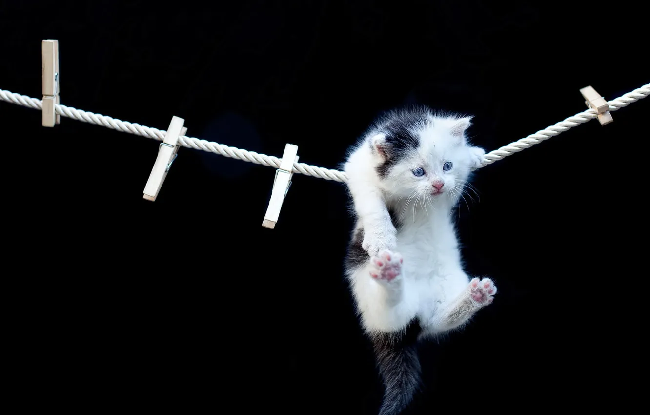 Photo wallpaper cat, background, rope