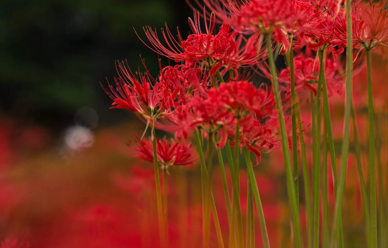 Photo wallpaper field, flowers, meadow, exotic