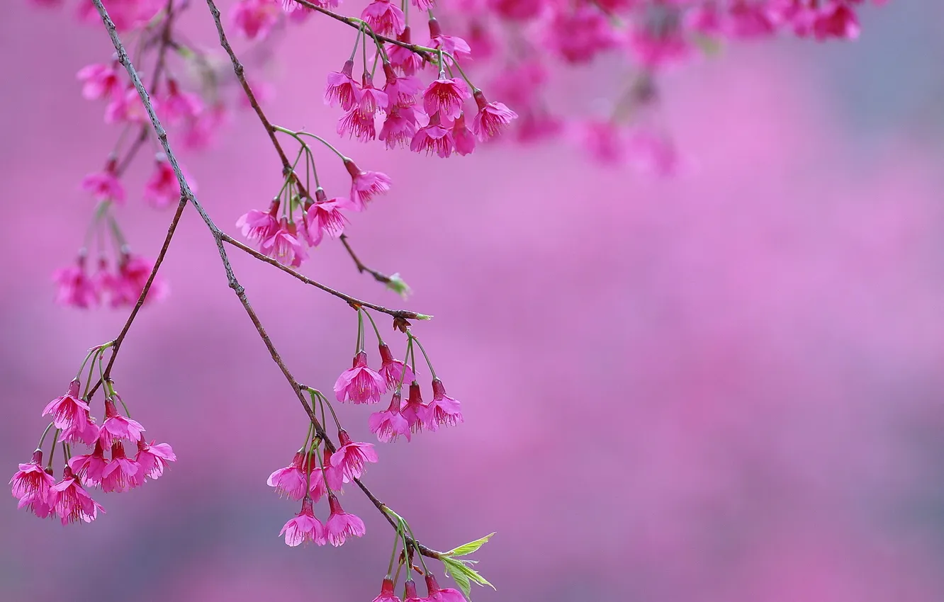 Photo wallpaper flowers, branches, pink, flowering