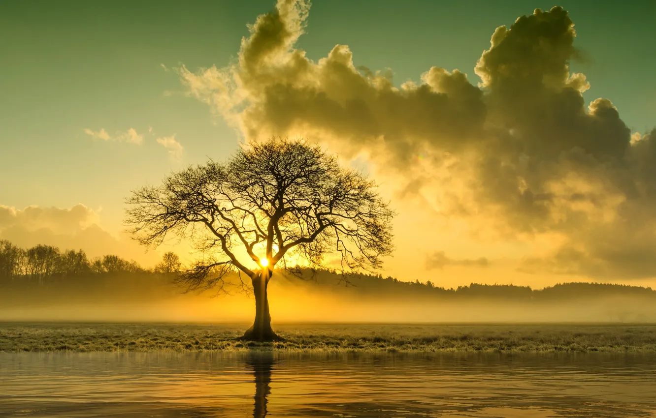 Photo wallpaper TREE, The SKY, The SUN, CLOUDS, POND, CROWN