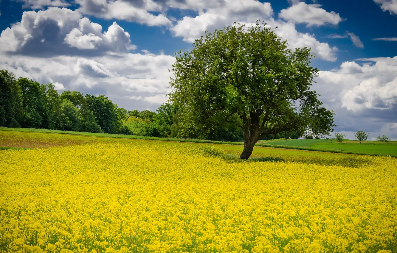 Photo wallpaper summer, the sky, clouds, flowers, blue, tree, spring, yellow