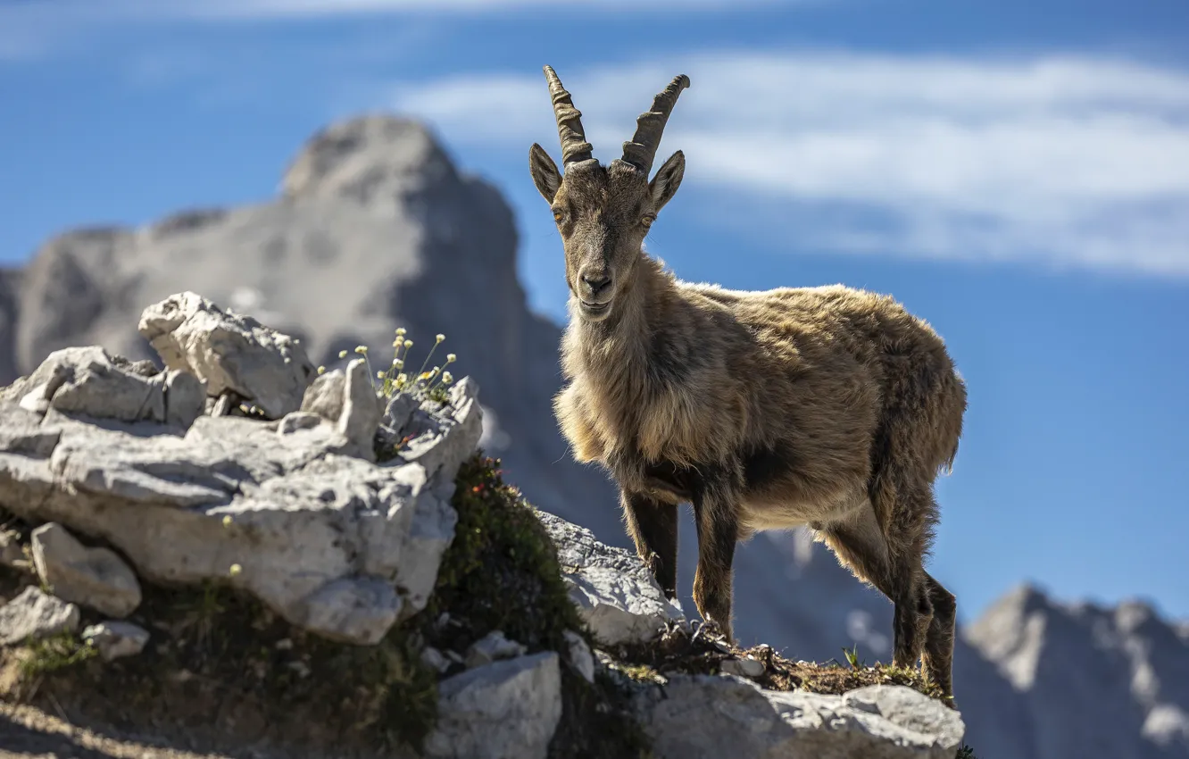Photo wallpaper the sky, look, clouds, light, mountains, blue, stones, grey