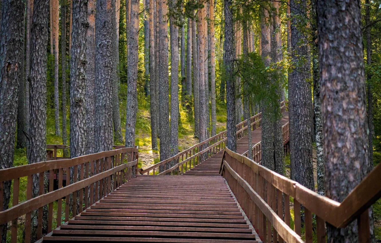 Photo wallpaper forest, posts, ladder, Krasnoyarsk