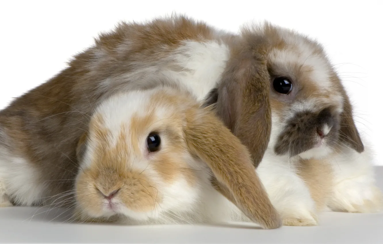 Photo wallpaper rabbit, pair, pussy