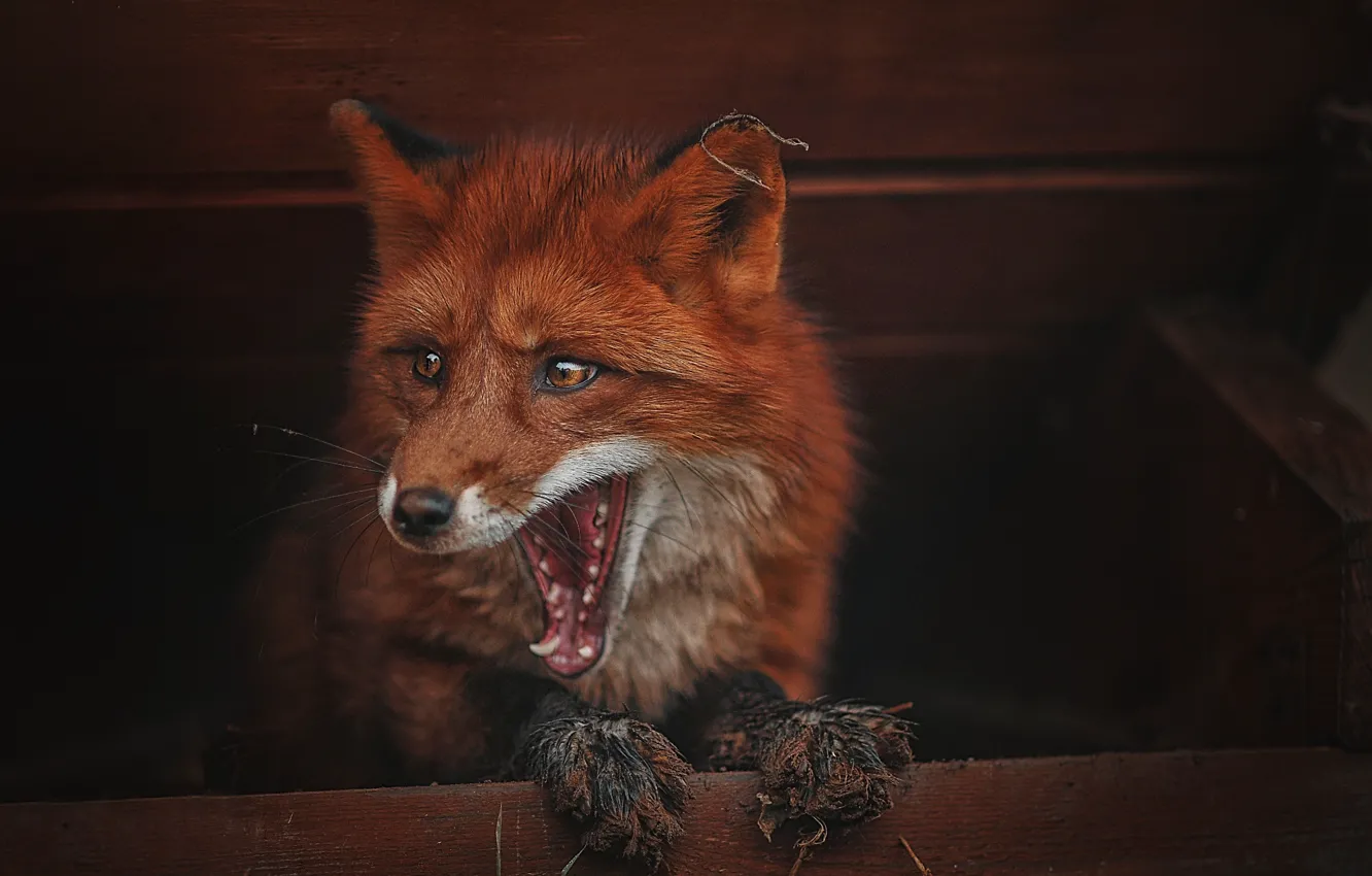 Photo wallpaper animal, mouth, Fox, Fox, Ksenia Lysenkova