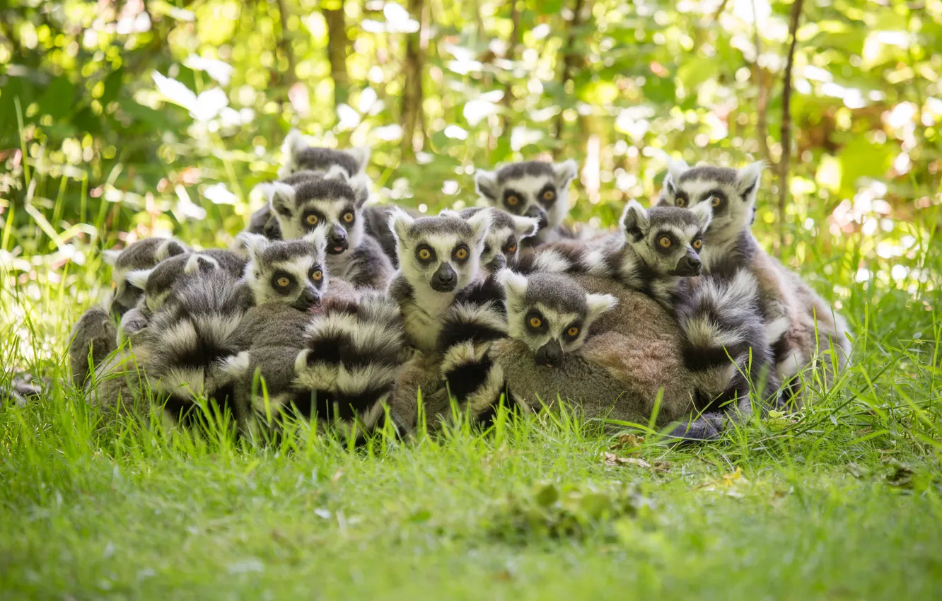 Photo wallpaper grass, lemurs, family