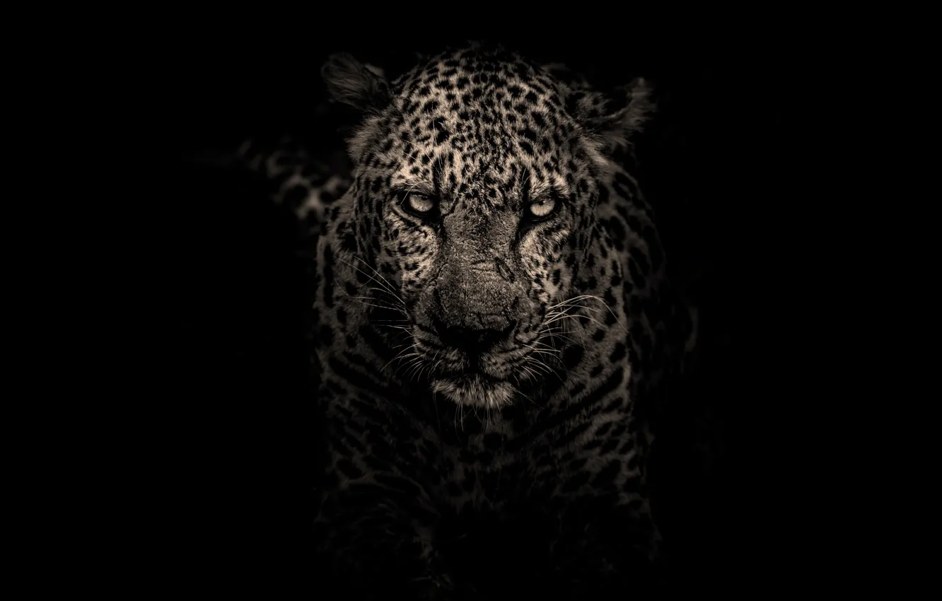 Photo wallpaper look, face, portrait, treatment, leopard, black background, monochrome, harsh