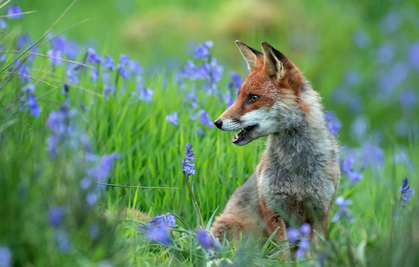 Photo wallpaper face, flowers, glade, spring, Fox, profile, bells, Fox