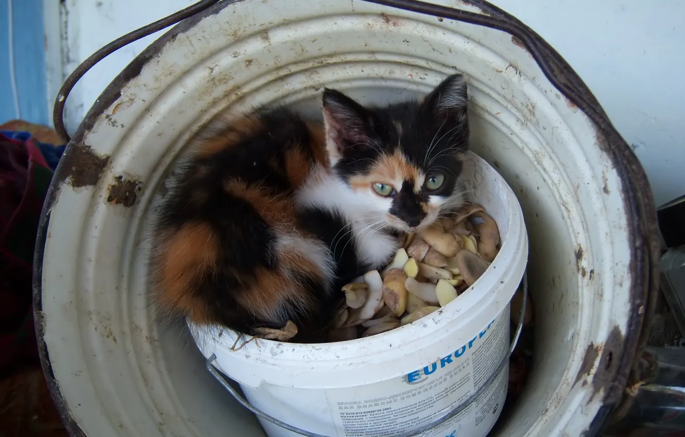 Photo wallpaper bucket, kitty, kitty, Meduzanol ©, skorki