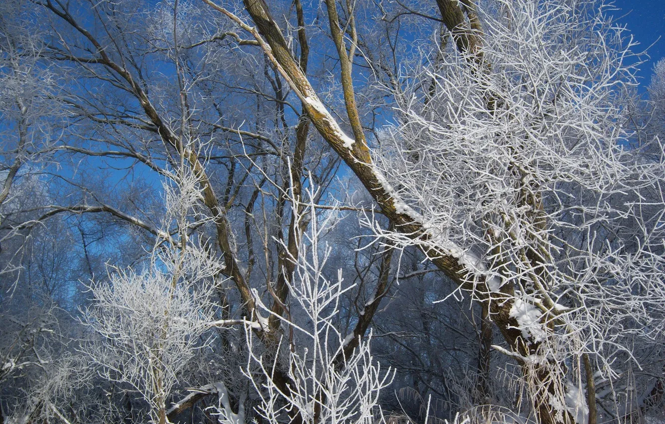Photo wallpaper winter, January, Meduzanol ©, winter 2010