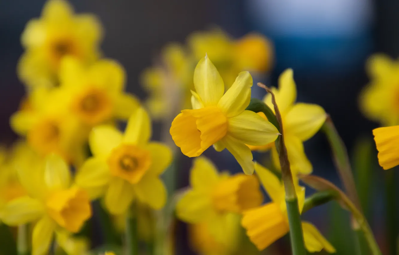 Photo wallpaper yellow, daffodils, bokeh