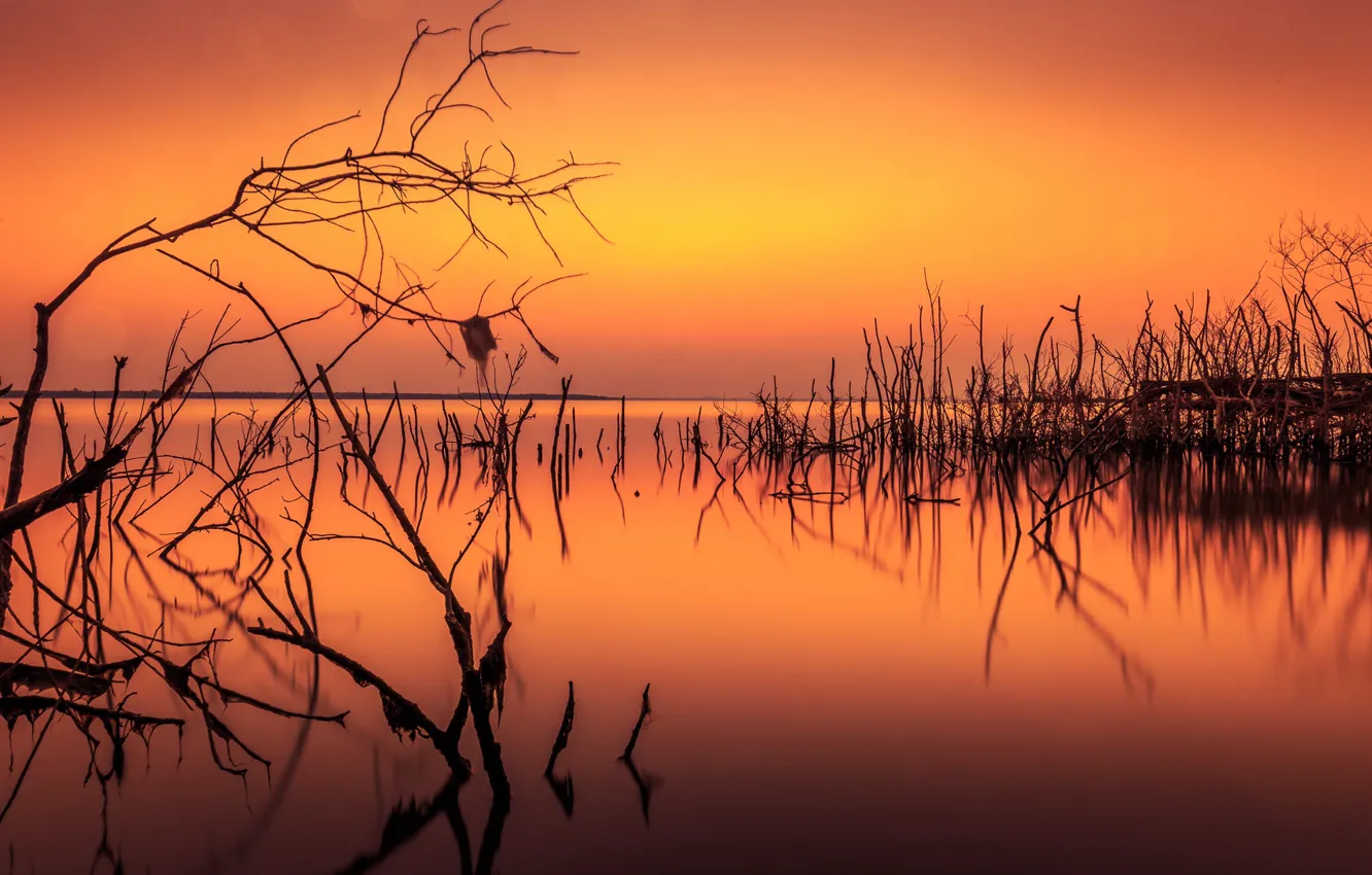 Photo wallpaper branches, lake, silhouette, glow