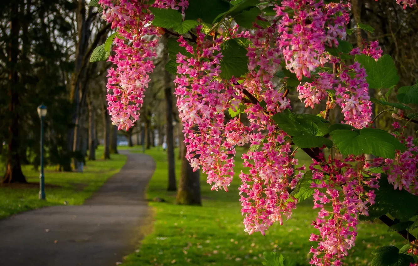 Photo wallpaper Park, branch, track, flowering, flowers, inflorescence