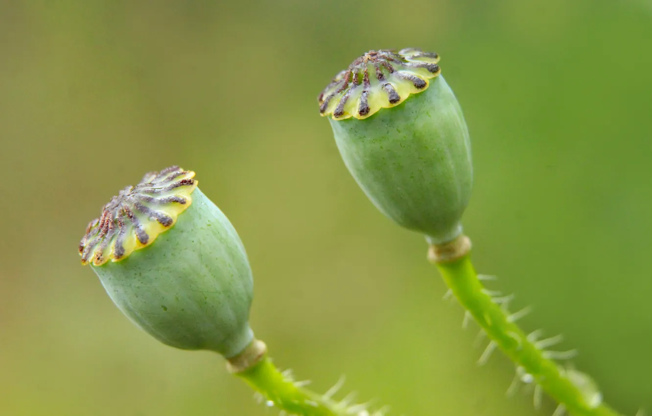 Photo wallpaper green, plant, poppy seed cake
