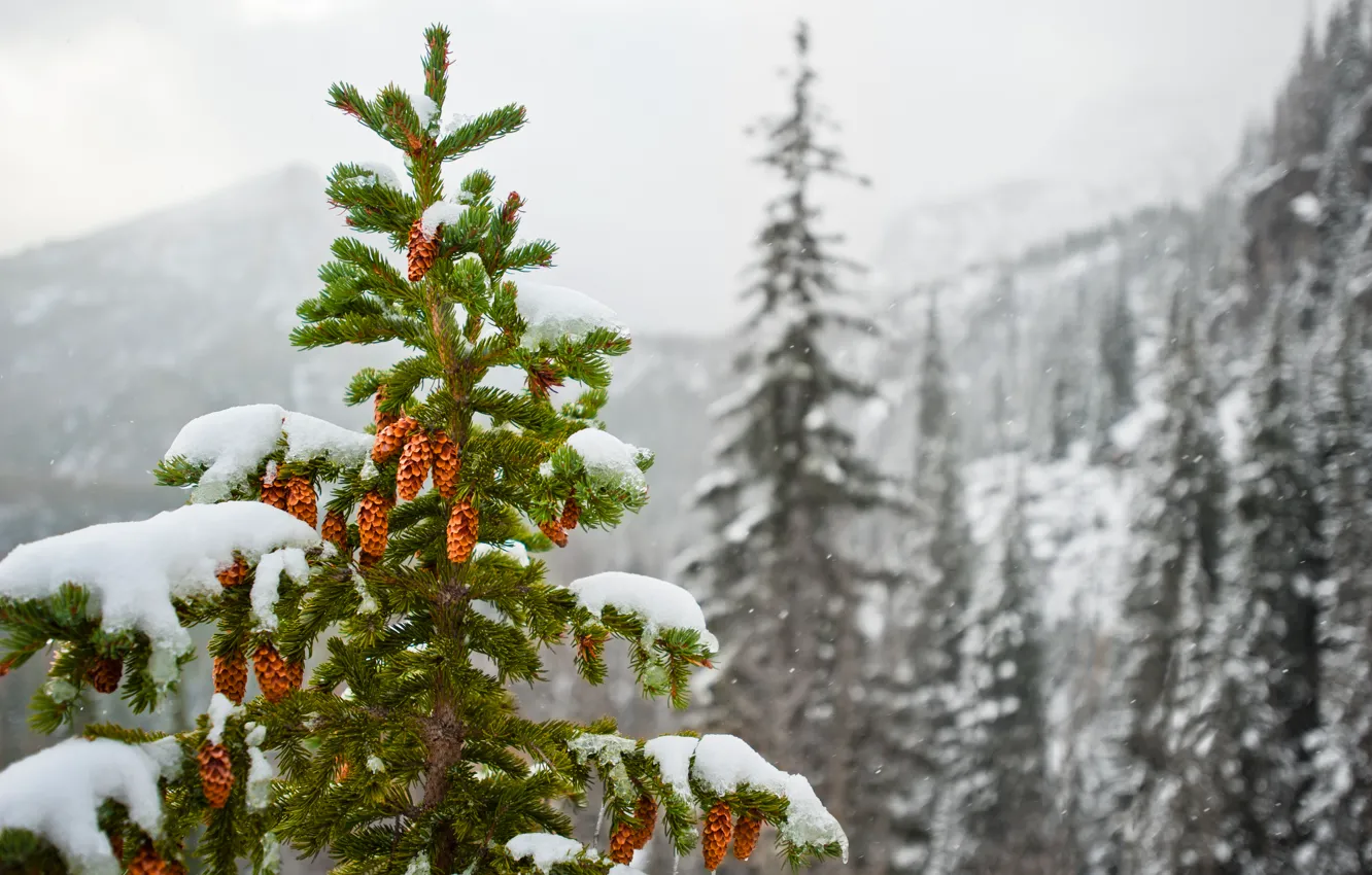 Photo wallpaper winter, snow, mountains, nature, spruce, bumps