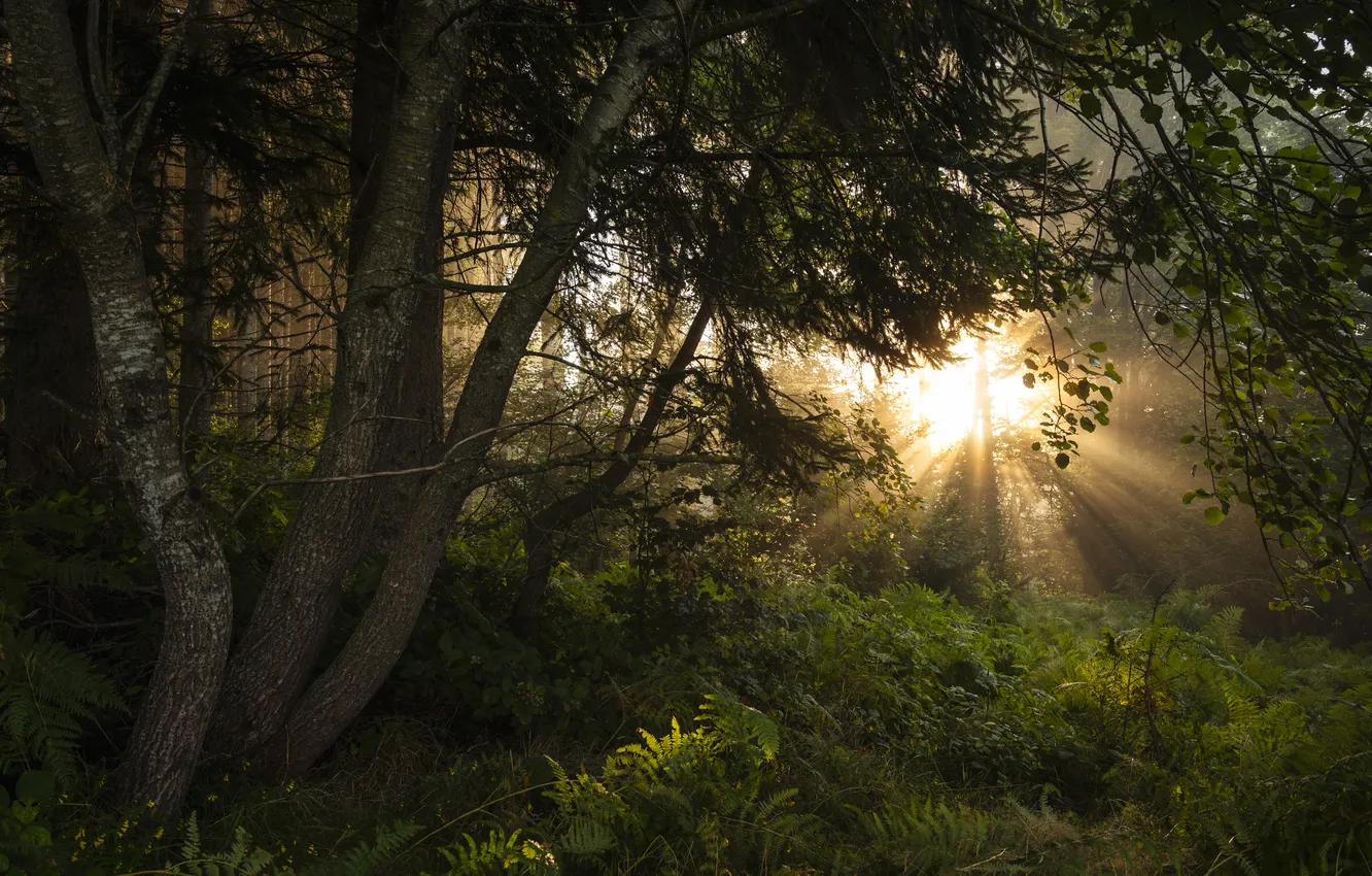 Photo wallpaper forest, the sun, light, trees, nature