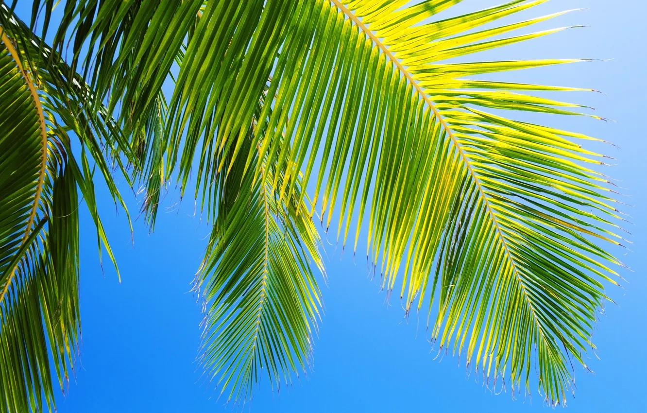 Photo wallpaper the sky, nature, palm trees, blue