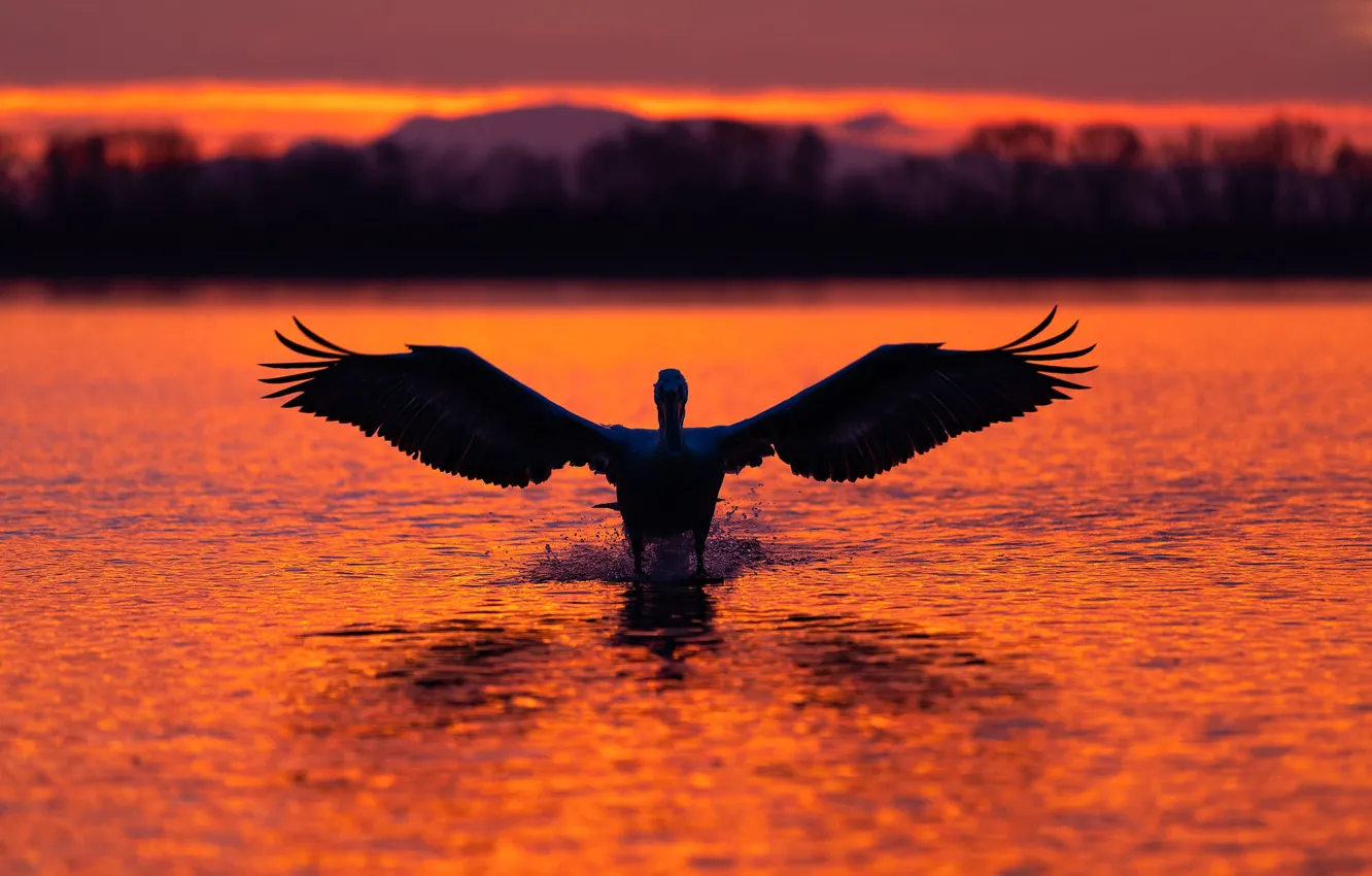 Photo wallpaper light, sunset, mountains, bird, shore, wings, the evening, silhouette