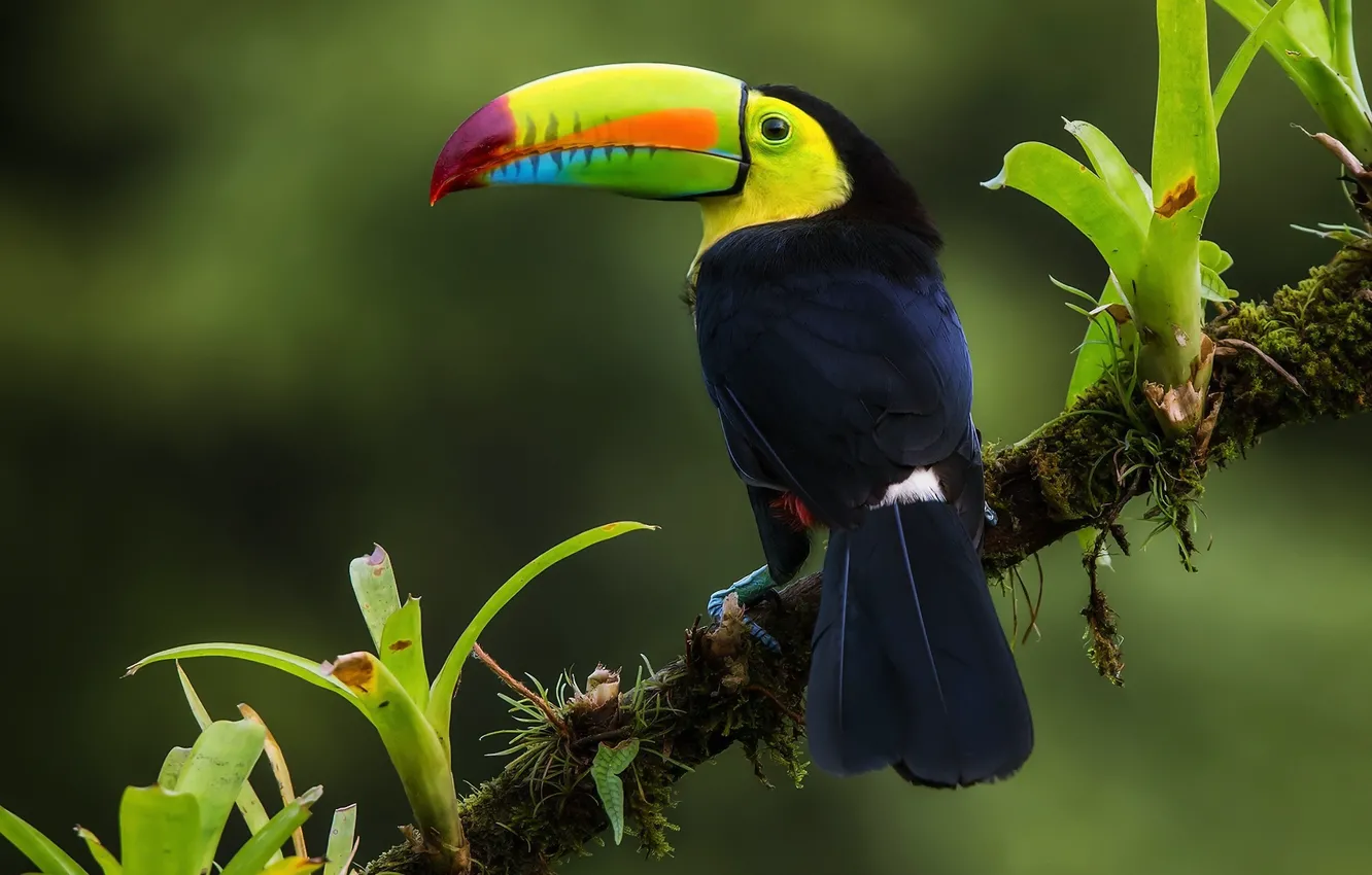 Photo wallpaper bird, branch, jungle, Iridescent Toucan, Costa Rica