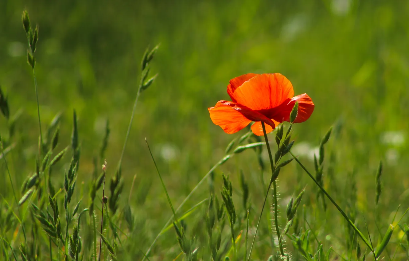 Photo wallpaper red, flower, poppy