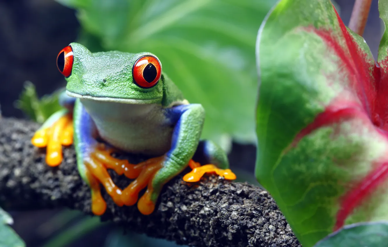 Photo wallpaper green, colors, look, toad