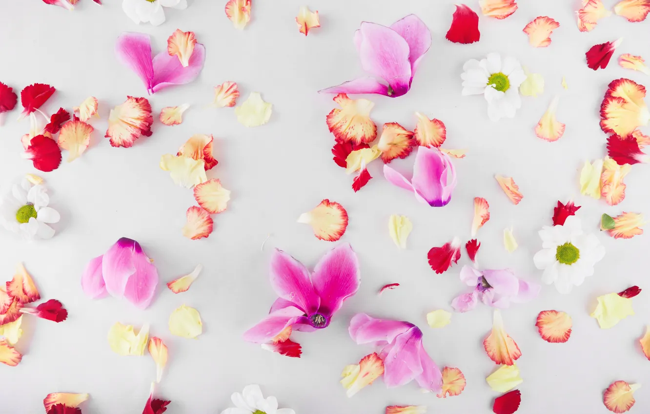 Photo wallpaper flowers, petals, flower, petals