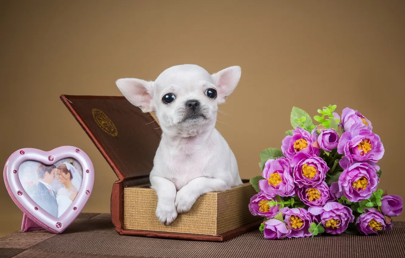 Photo wallpaper flowers, box, sweetheart, frame, puppy, Chihuahua