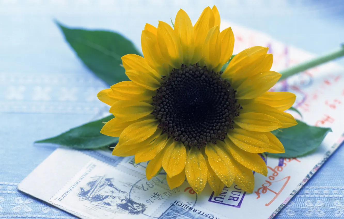 Photo wallpaper letter, sunflowers, flowers, mail