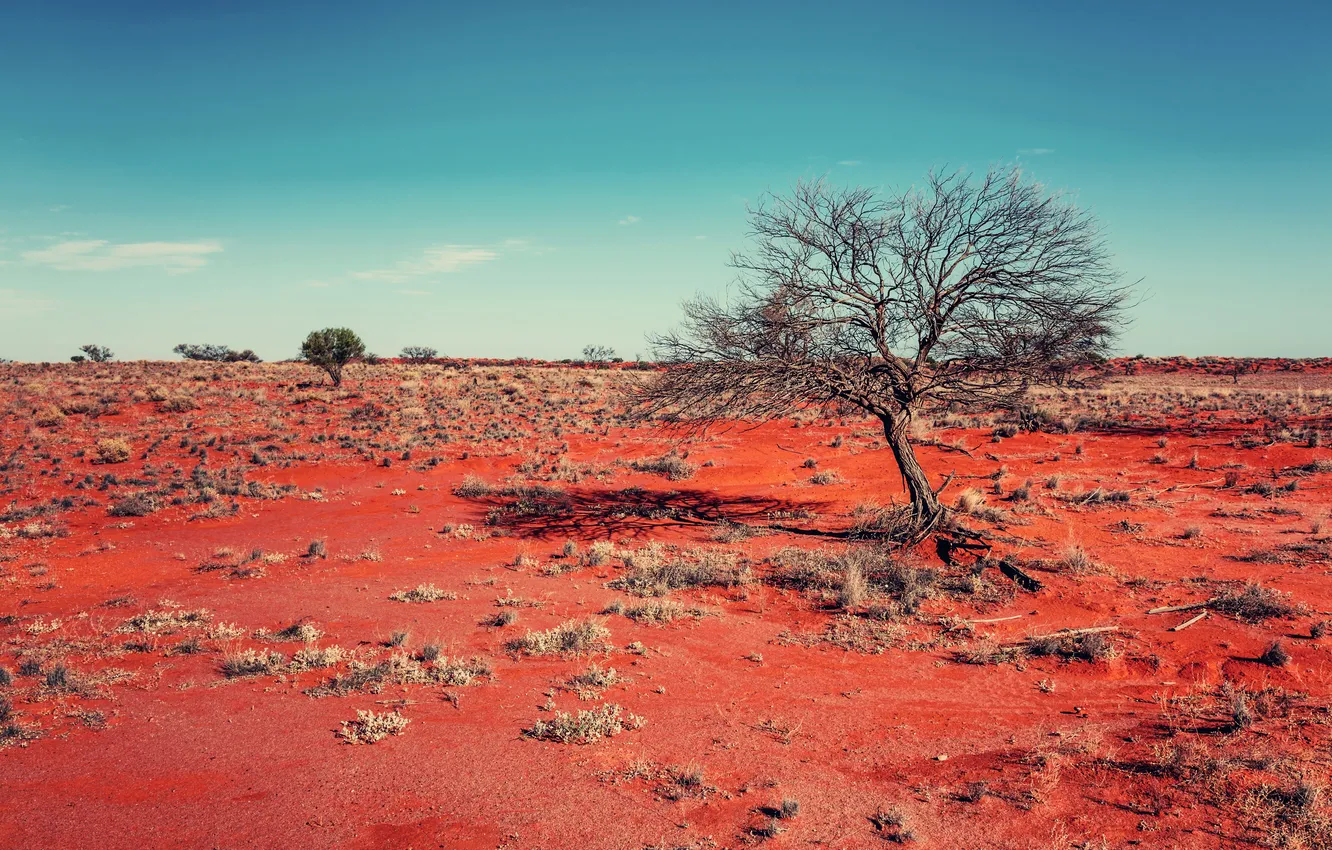 Photo wallpaper trees, the steppe, heat