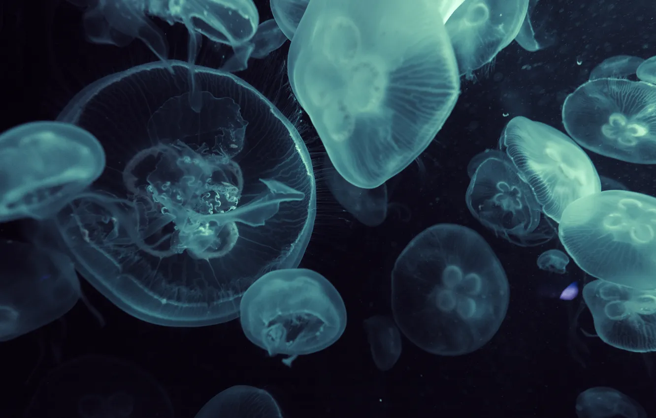 Photo wallpaper the ocean, Medusa, depth, pack, jellyfish