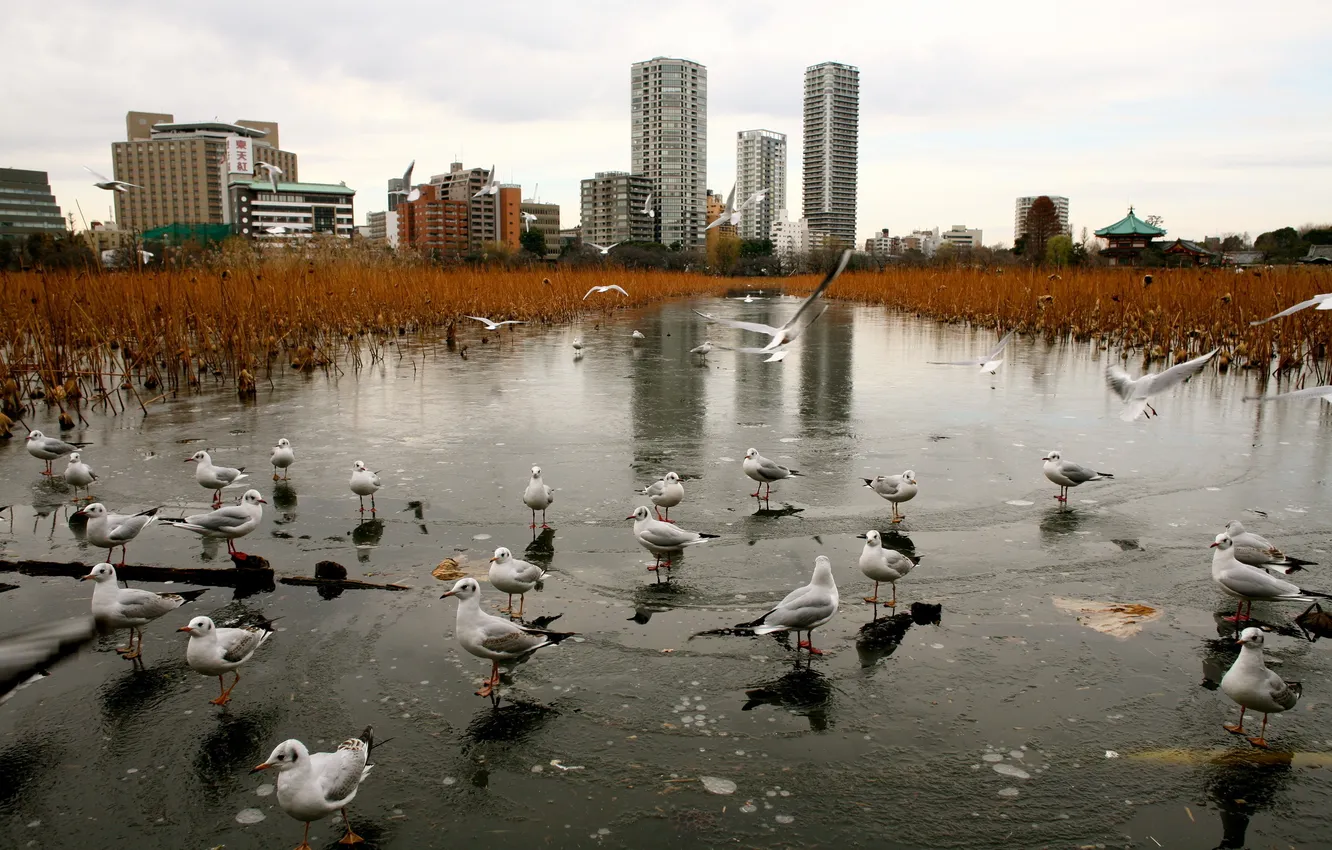 Photo wallpaper the city, bird, Tokyo, Ueno Park