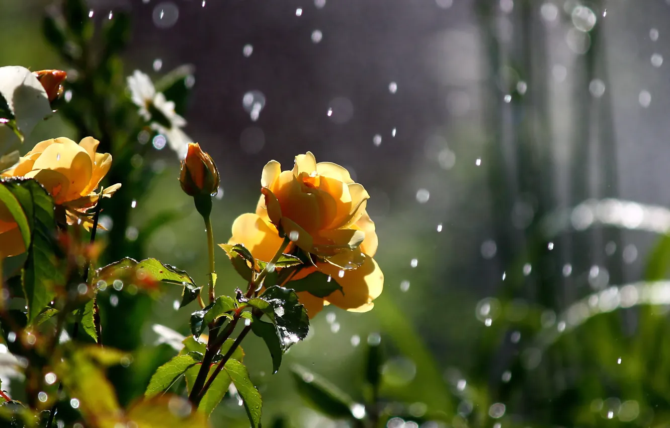 Photo wallpaper greens, macro, flowers, nature, roses, bokeh