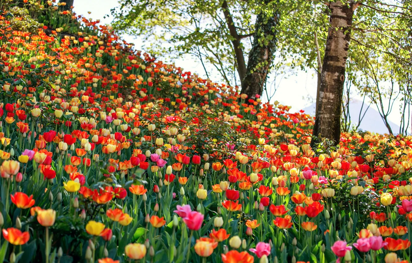 Photo wallpaper flowers, nature, tulips