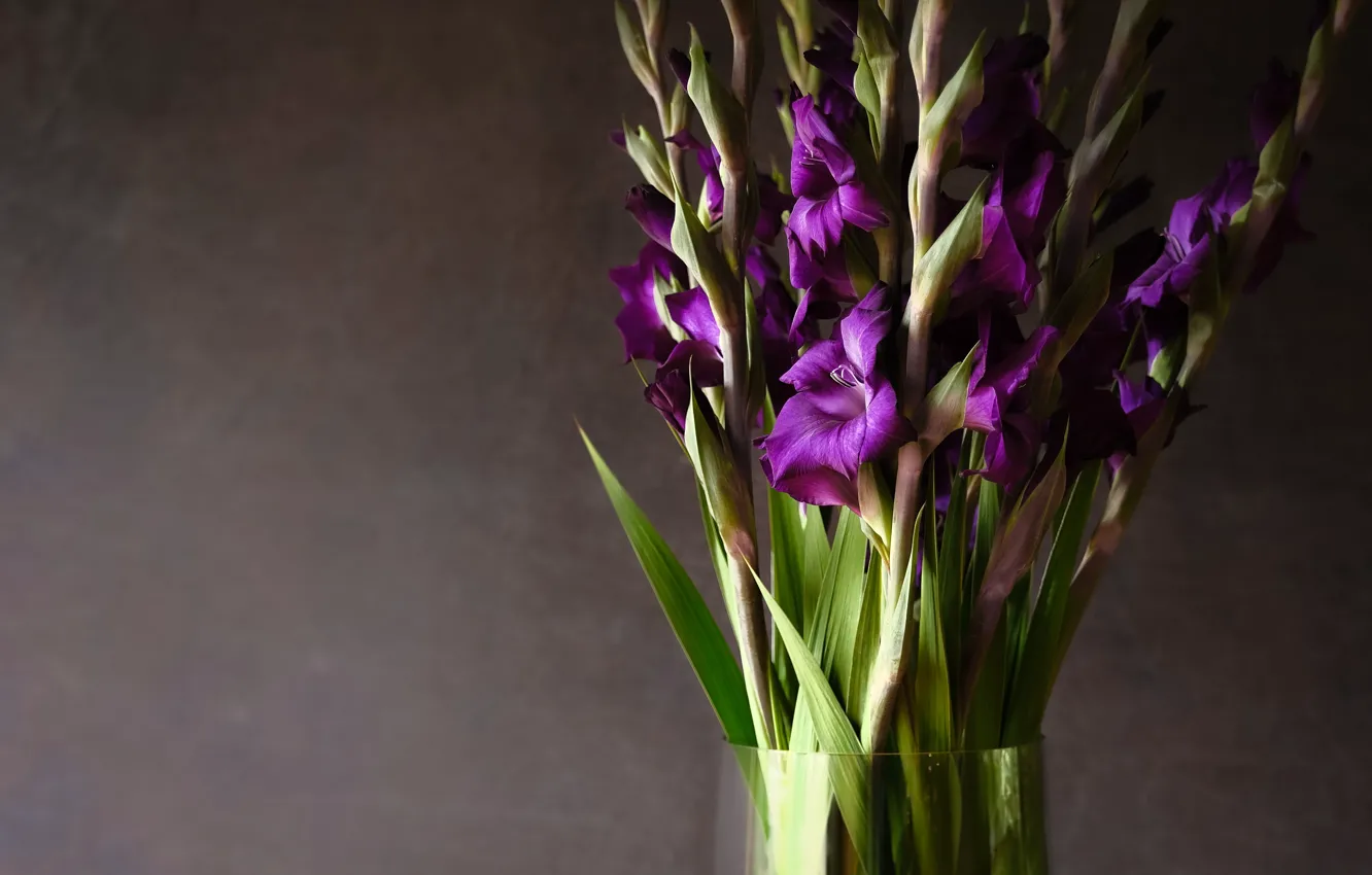Photo wallpaper purple, background, bouquet, vase, gladiolus
