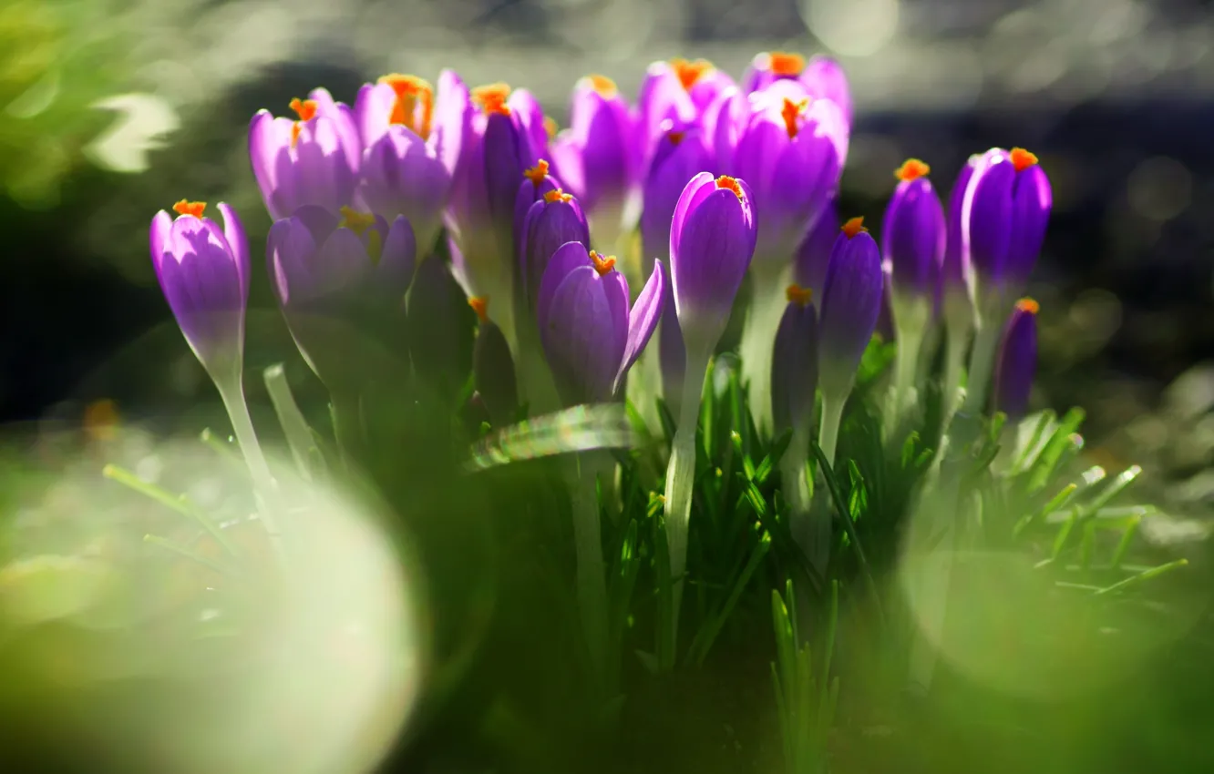 Photo wallpaper greens, purple, grass, leaves, flowers, nature, earth, spring