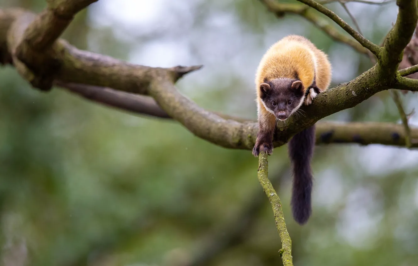 Photo wallpaper look, trees, branches, pose, background, tail, on the tree, bokeh