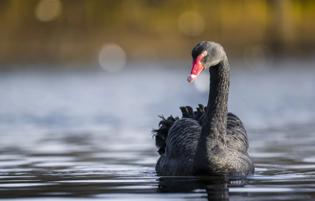 Photo wallpaper bird, black, swans, pond, bokeh