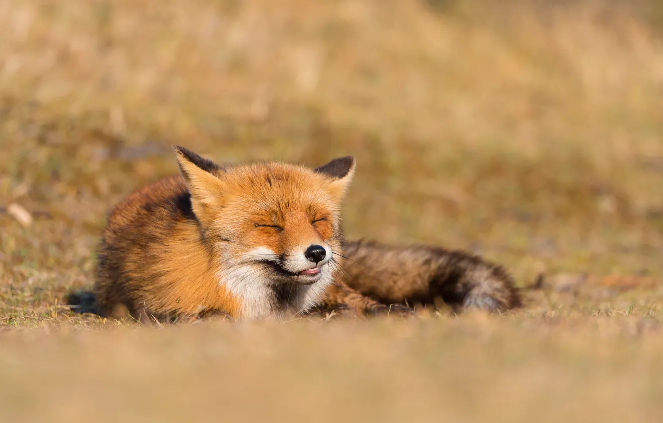 Photo wallpaper nature, background, Fox
