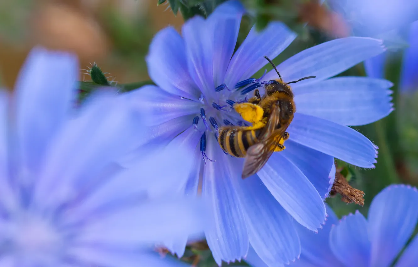 Photo wallpaper macro, flowers, bee