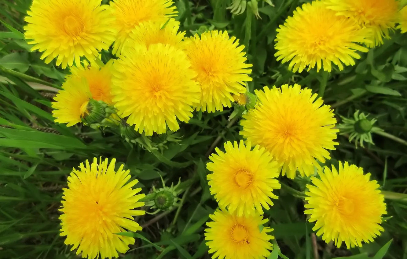 Photo wallpaper Meduzanol ©, spring 2018, dandelion, yellow