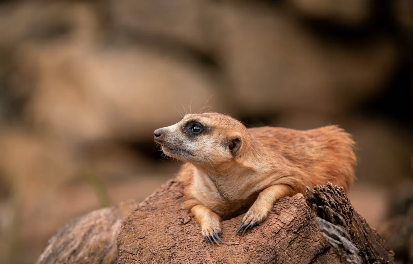 Photo wallpaper nature, background, Meerkat