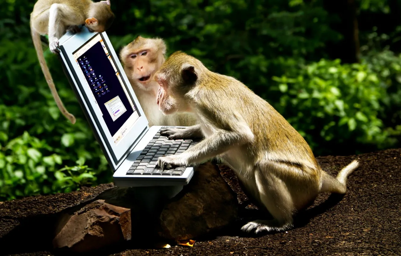 Wallpaper fun, Animal, Computer, Monkeys, Laptop images for desktop ...