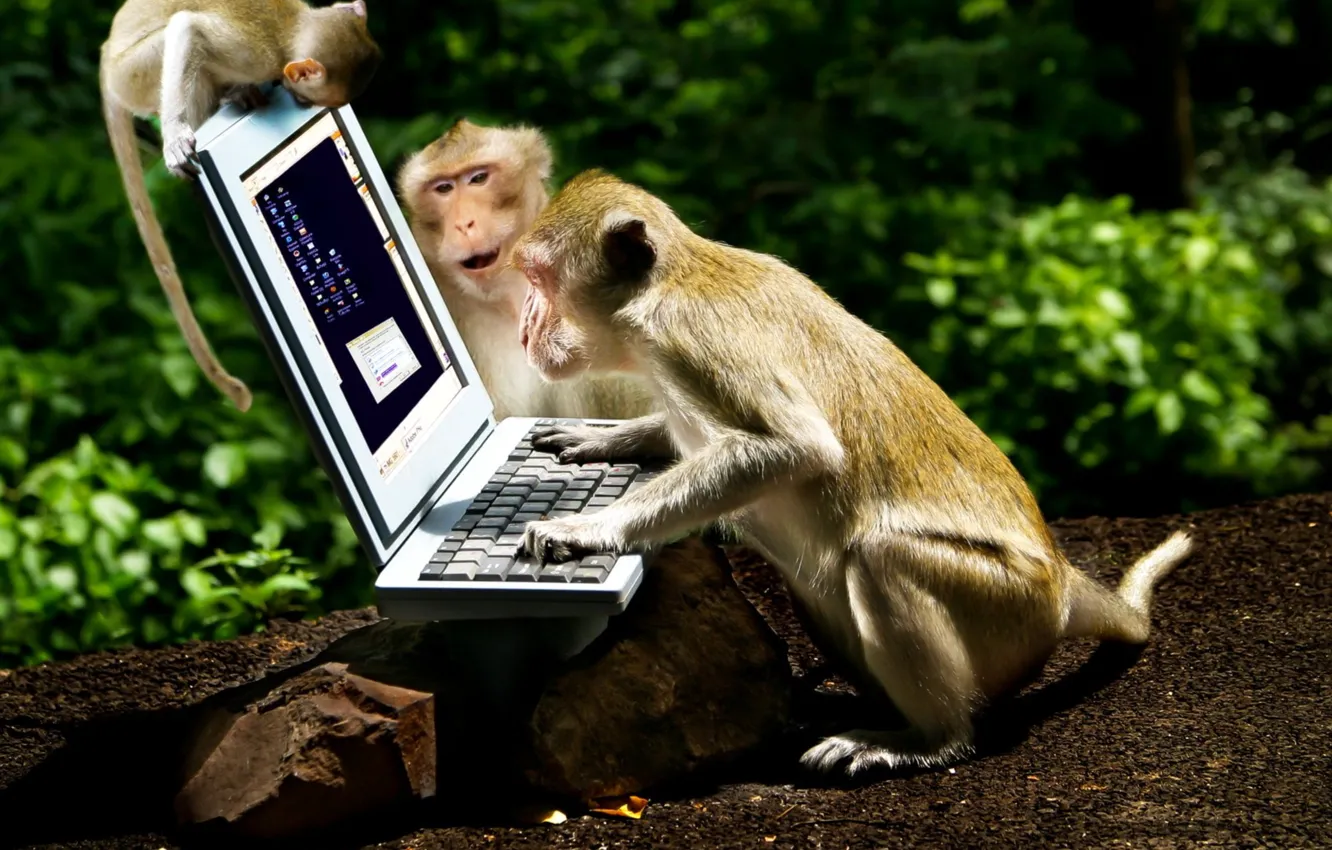 Photo wallpaper computer, animal, monkeys, fun, laptop