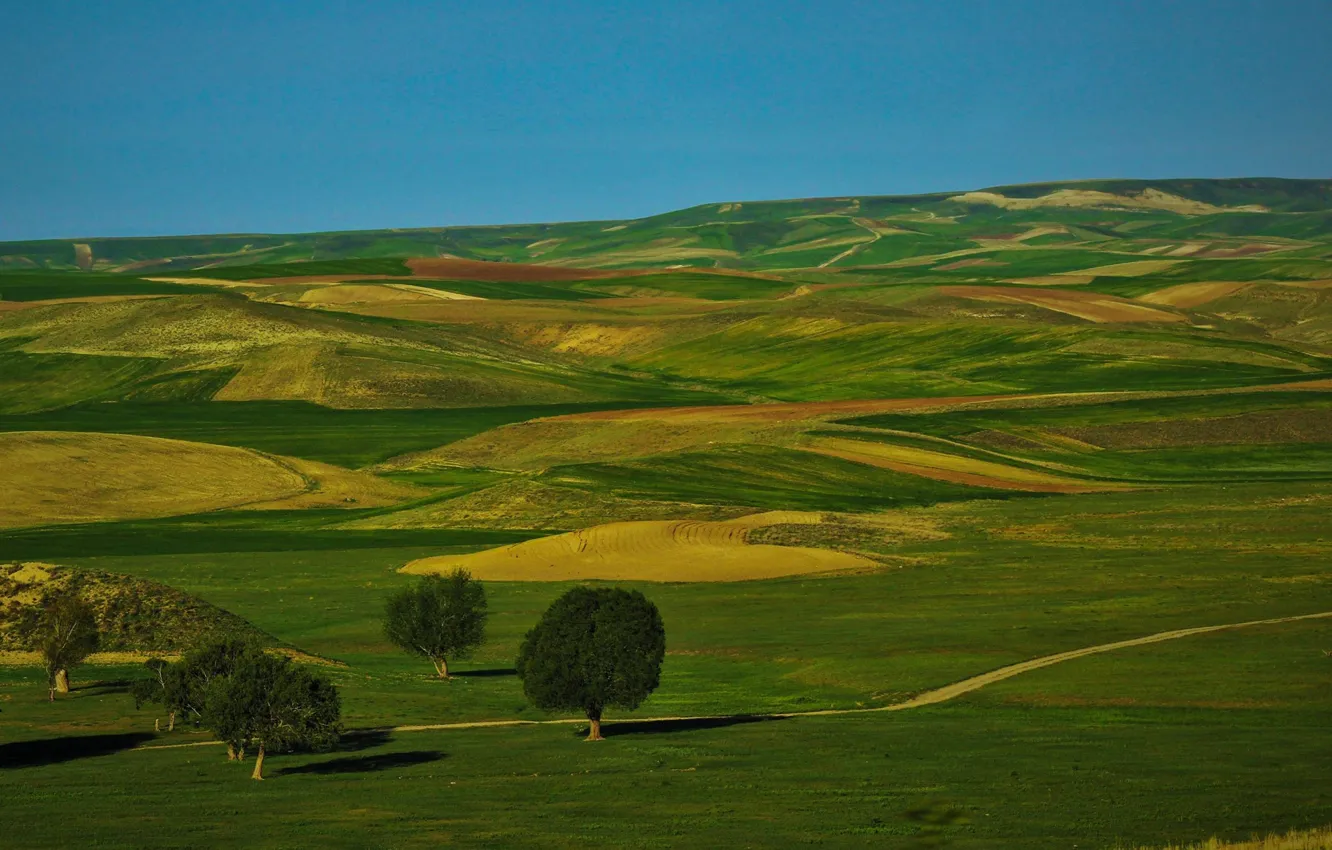 Photo wallpaper field, the sky, trees, hills