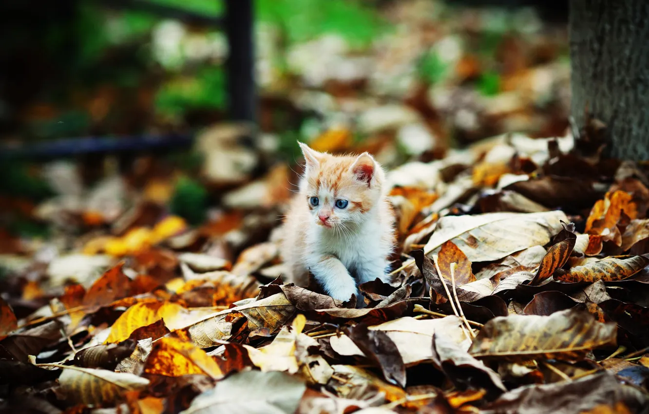 Photo wallpaper kitty, foliage, Autumn