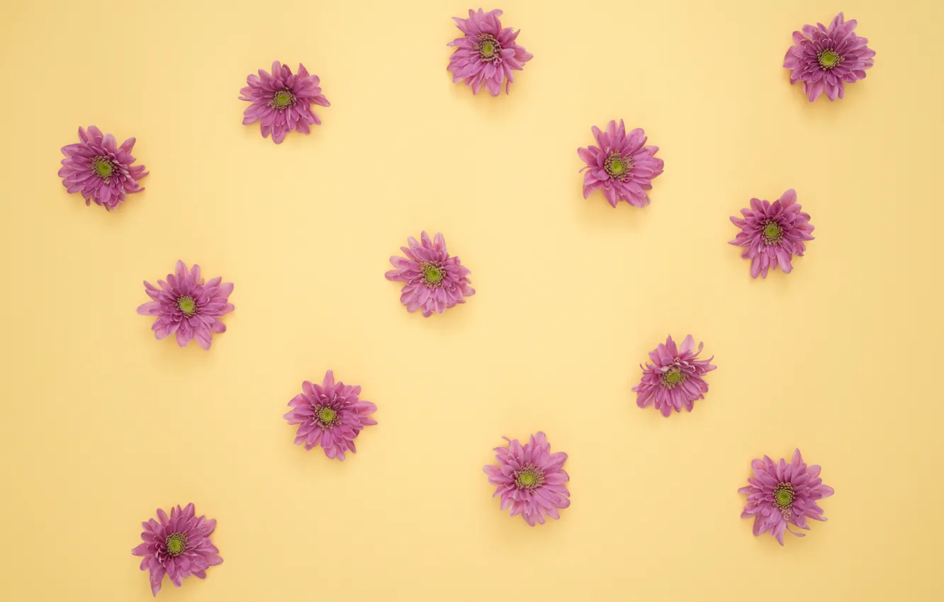 Photo wallpaper flowers, petals, decoration, Purple daisies