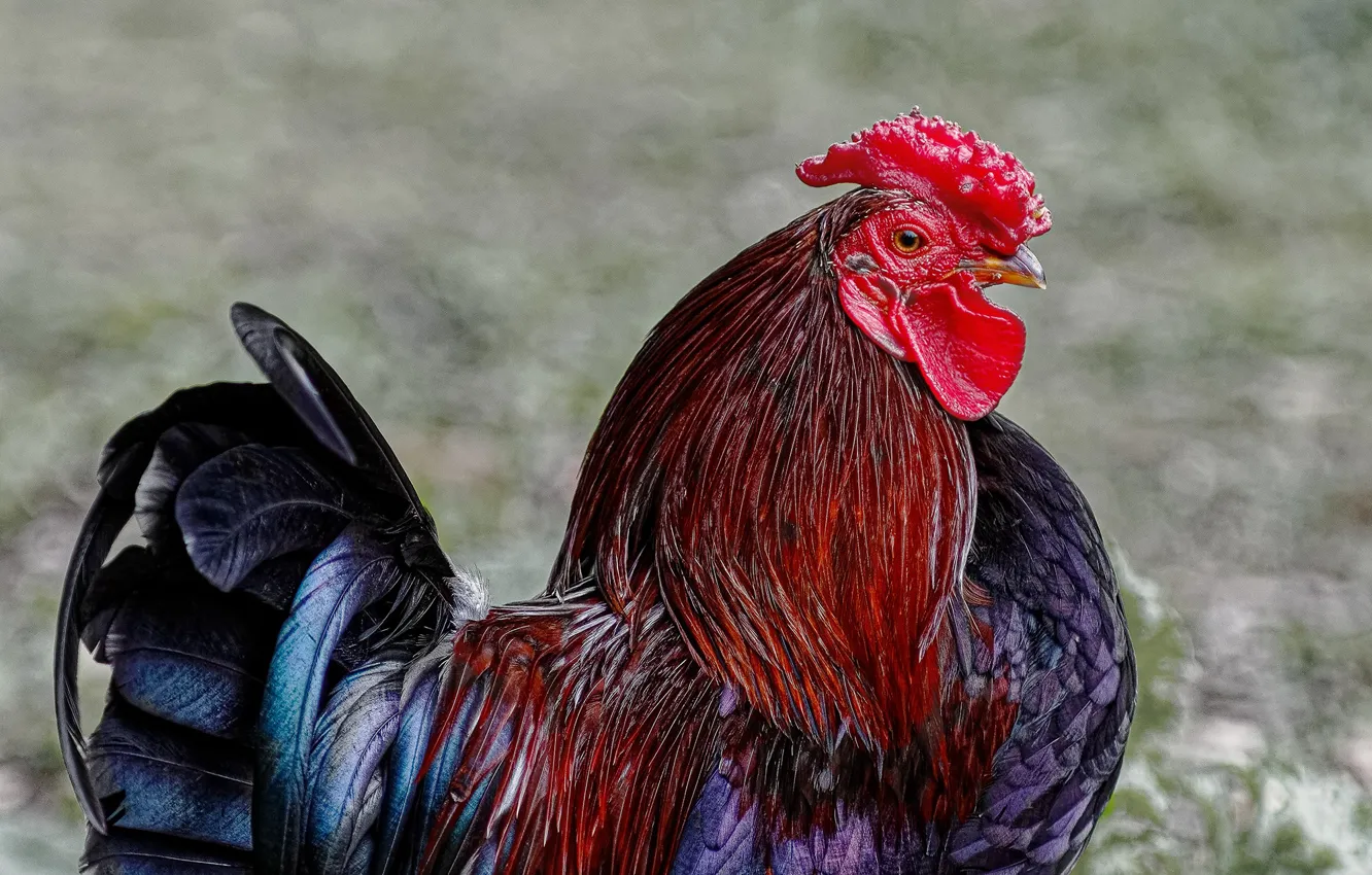 Photo wallpaper look, nature, bird, cock, tail